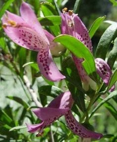 Close-up of Eremophila 'Thundercloud' Emu Bush in a 6" pot, showing purple-pink, dark-spotted flowers and elongated green leaves.