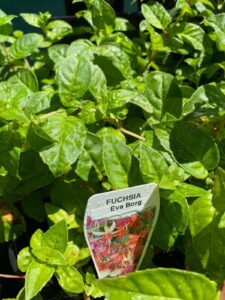 Fuchsia 'Eva Borg' plant with green leaves covered in water droplets, a tag labeled "Fuchsia 'Eva Borg'" featuring pink and white flowers, shown in a 6" pot.
