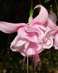 Close-up of Fuchsia 'Archie Owen' in a 6" pot, showcasing its delicate, layered petals and slender stamens set against a dark background.