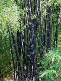 In a lush green expanse, a dense cluster of Gigantochloa 'Java Black' bamboo from an 8" pot stands majestically.