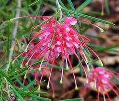 A close-up of Grevillea 'Silk Carpet' in a 6" pot, showcasing its pink tubular petals, yellow-tipped styles, and slender green leaves—an ideal plant to brighten any space.