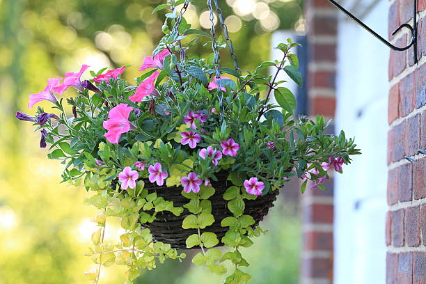 Hanging Baskets