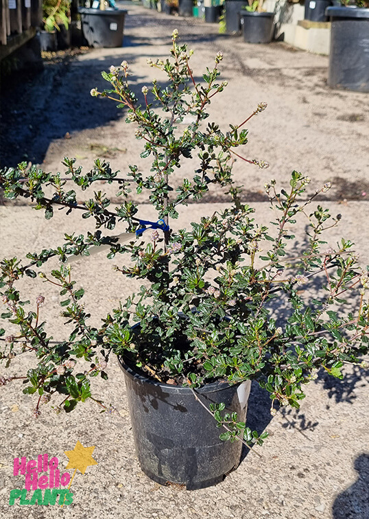 Hello Hello Plants Ceanothus ‘Blue Sapphire’ 6″ Pot
