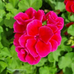 A close-up of Geranium 'Big Pink Splash' flowers in a 6" pot, displaying vivid pink blooms and lush green leaves in the background.