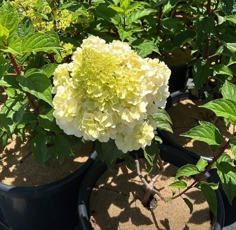 Hydrangea 'Sundae Fraise' 10" Pot