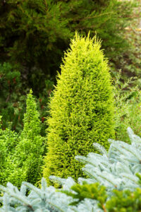 The Juniperus communis 'Gold Cone' 8" Pot features a bright green coniferous shrub, ideal for adding vibrant evergreen color to your garden.