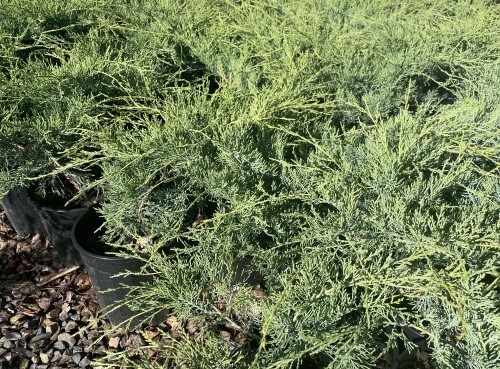 Juniperus 'Grey Owl'