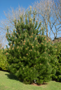 Pinus radiata 'Monterey Pine' in a 10" pot features dense green needles and orange-brown buds, perfect for planting on grassy lawns with scenic backdrops of trees and sky.