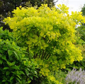 A compact Cotinus 'Golden Spirit' Smoke Bush showcases dense clusters of vivid yellow-green leaves, thriving among other garden plants and shrubs.