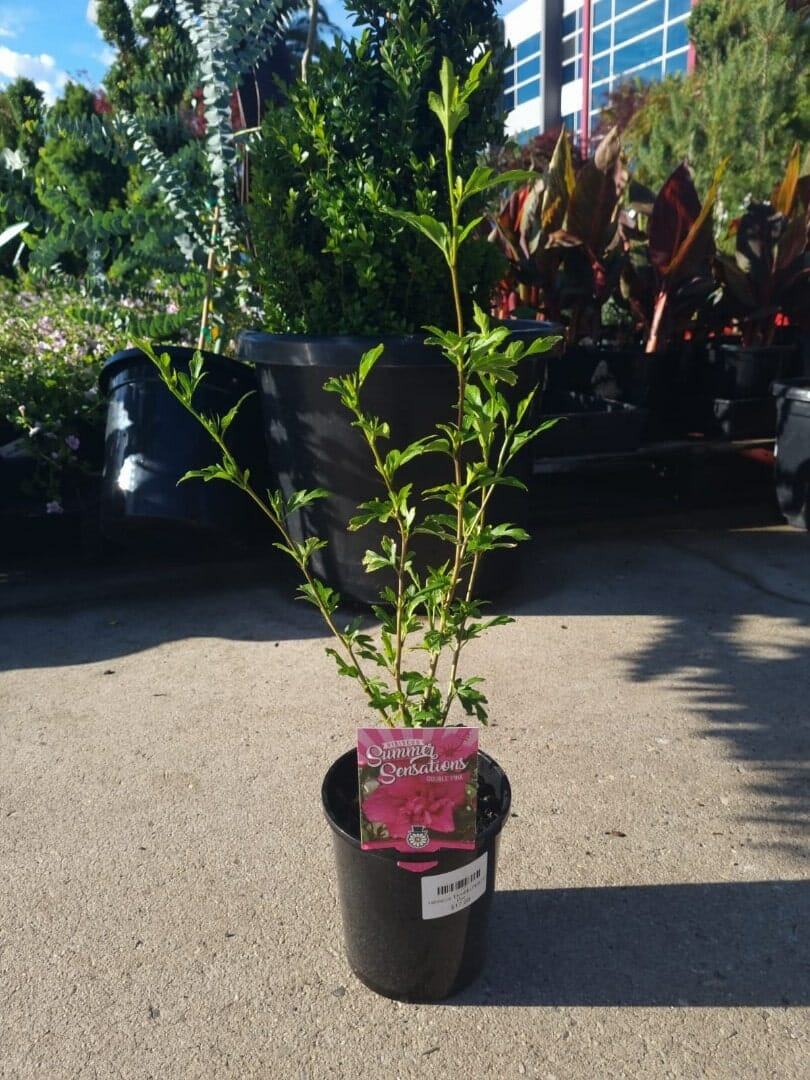 Hibiscus 'Summer Sensation Double Pink' 6" Pot
