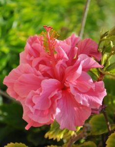 Close-up of Hibiscus adonicus 'Double Pink' in a 6" pot, showcasing its ruffled pink petals and prominent central stamen, set against a blurred green background.