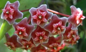 The Hoya pubicalyx 5" Pot features a cluster of fuzzy, star-shaped red flowers with white centers, all surrounded by lush green leaves.