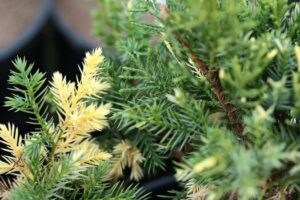 Close-up of green and yellow needle-like foliage highlights the vibrant leaves of Juniperus chinensis 'Kaizuka variegata' in an 8" pot.