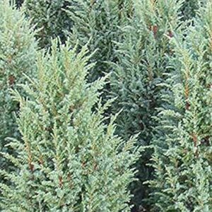 Juniperus communis 'Compressa' 8" Pot features dense, upright evergreen shrubs with needle-like green and blue foliage.