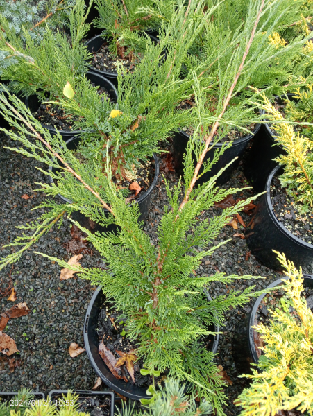A Juniperus sabina 'Buffalo' 8" Pot with dense, feathery green foliage is shown among similar plants on a gravel surface.
