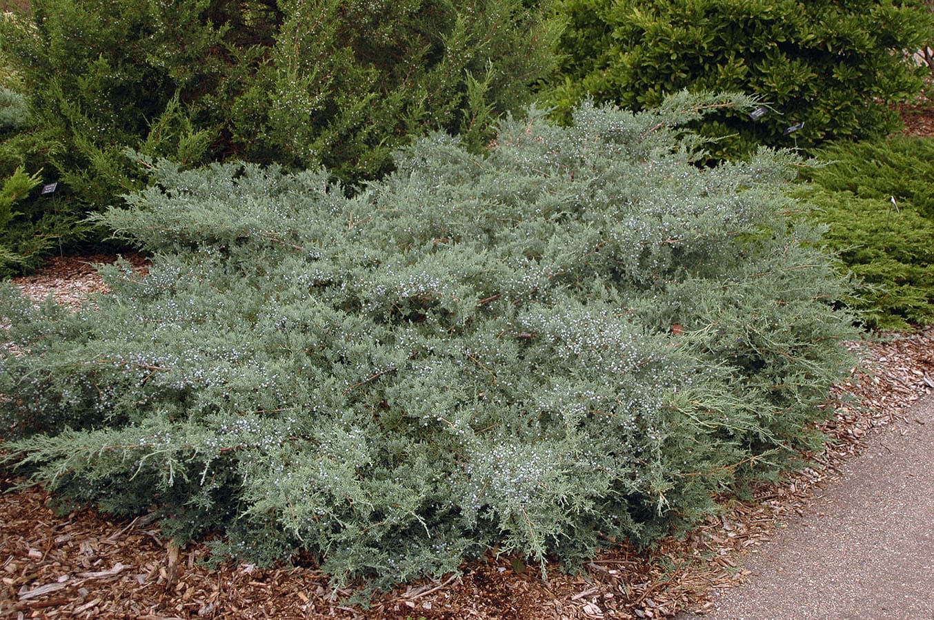 Juniperus 'Grey Owl'