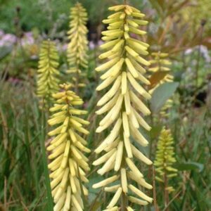 Kniphofia 'Little Maid' 6" Pot features tall, yellow, tubular flower clusters on green stalks, surrounded by grass-like foliage—perfect for adding vertical color to your garden or container.