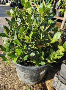 A potted bay laurel with dense green leaves sits beside a striking Juniperus squamata 'Blue Star' 8" Pot on a sunlit outdoor surface among other plants.