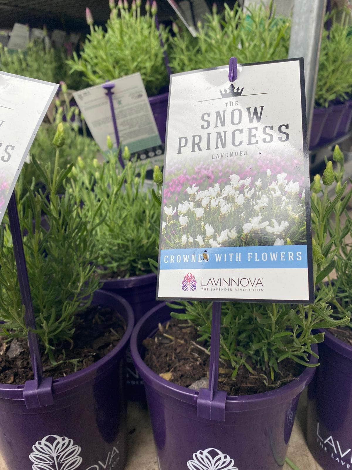 Lavandula 'Lavinnova® The Snow Princess' Lavender 6" Pot