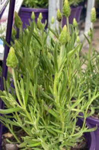 Close-up of Lavandula 'Lavinnova® The Snow Princess' Lavender in a 6" pot, with green leaves and several unopened buds, surrounded by similar pots.