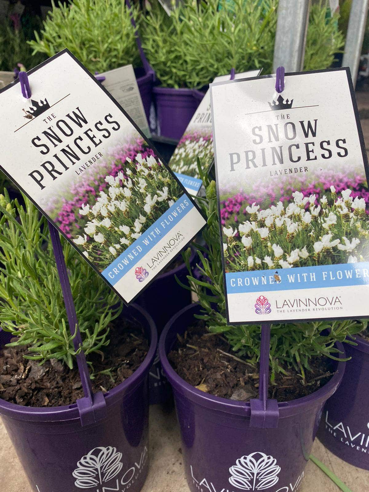 Lavandula 'Lavinnova® The Snow Princess' Lavender 6" Pot