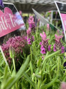 Close-up of Lavandula 'Lavinnova® With Love' Lavender 6" Pot, showcasing vibrant purple blooms and lush green foliage, with partially visible plant tags and a photo of blooming Lavandula in the background.