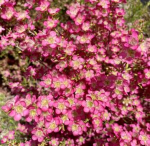 Leptospermum 'Tickled Pink' PBR Tea Tree in an 8" pot features clusters of small, vibrant pink flowers with yellow centers on green stems—ideal for adding color to patios in bright sunlight.