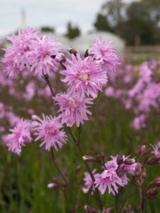 Petite Jenny, with its graceful pink wildflowers and fringed petals, blooms beautifully in a field. This Lychnis adds delicate charm to the blurred background, captured perfectly in a 6" pot.