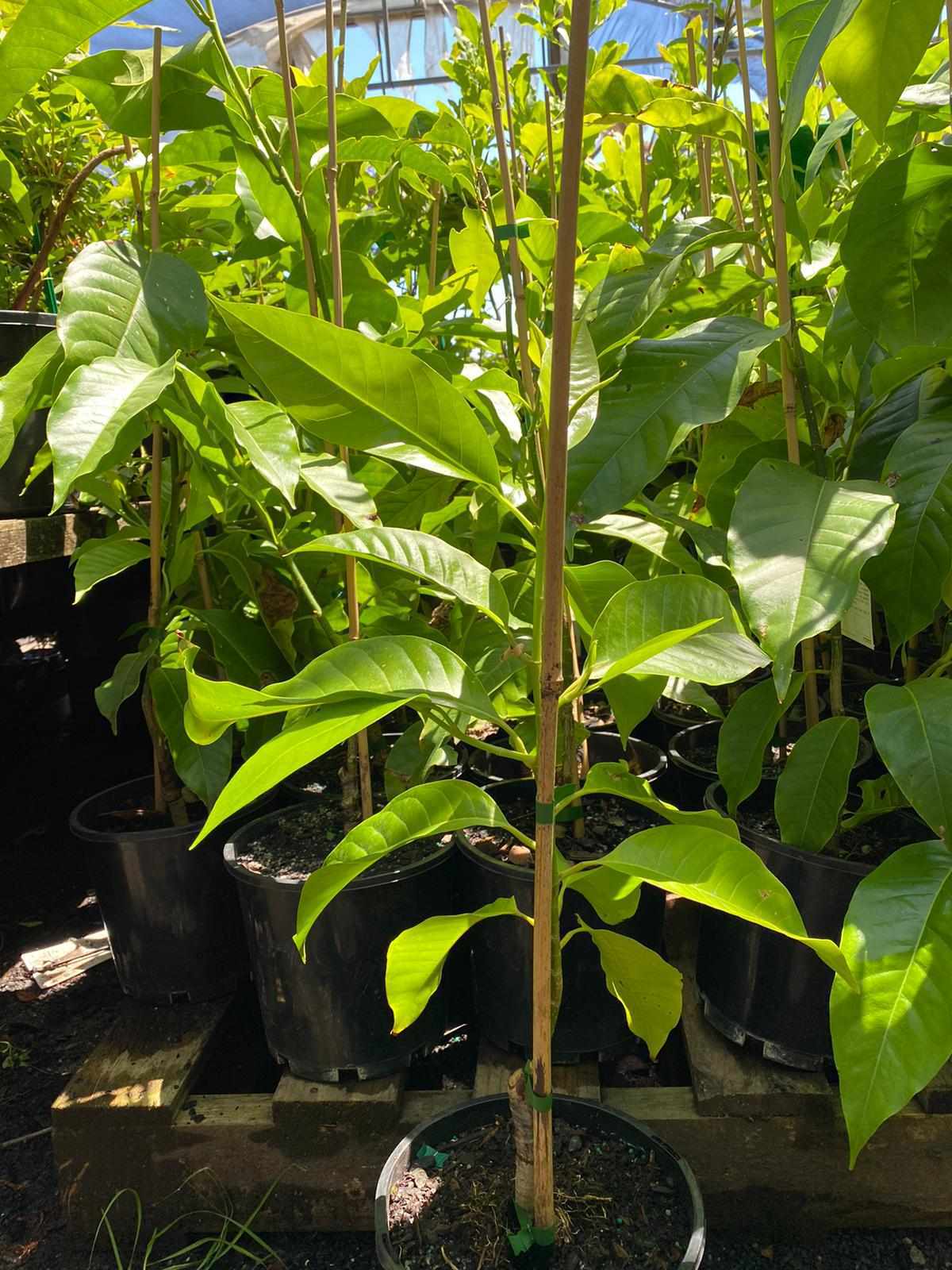 Michelia alba 'White Jade Orchid Tree' 8" Pot