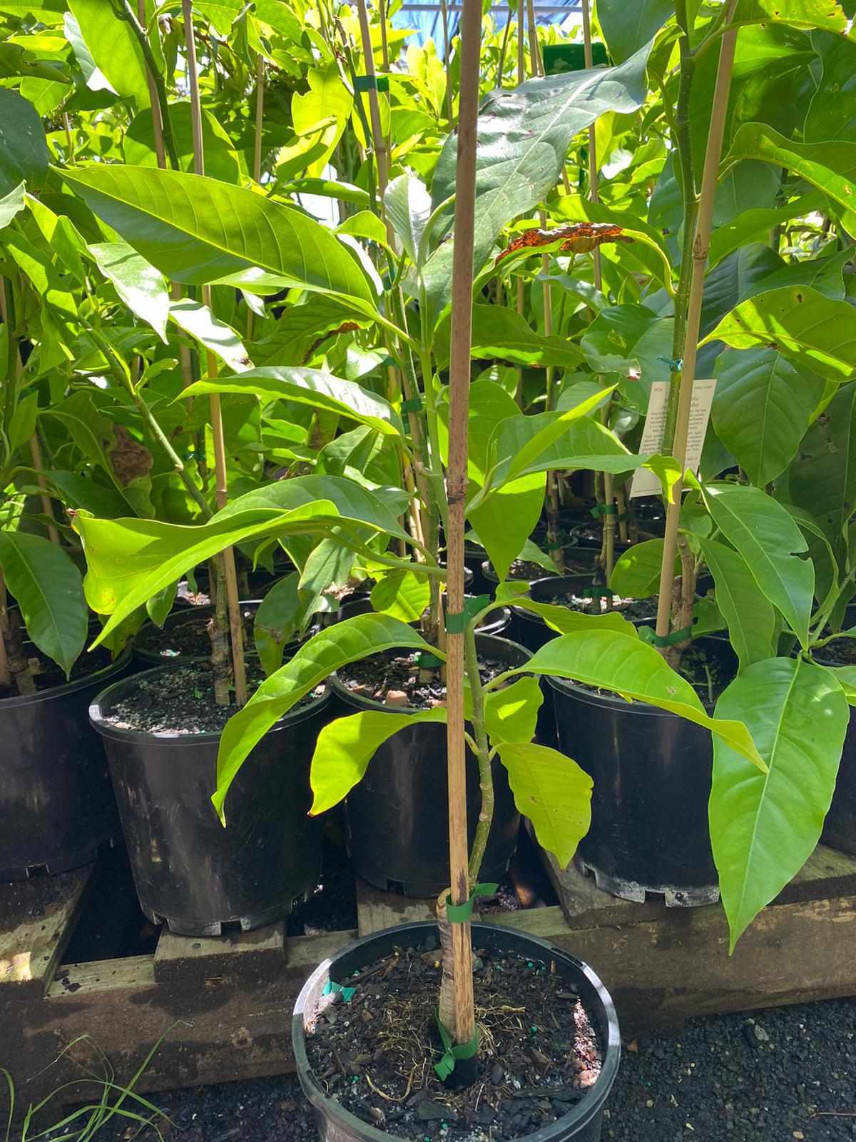 Michelia alba 'White Jade Orchid Tree' 8" Pot