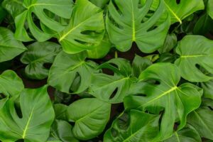The Monstera tauerii 'Dwarf' 6" Pot features overlapping green leaves with signature splits and holes, offering striking, compact foliage in a small container, as shown in this top-view photo.