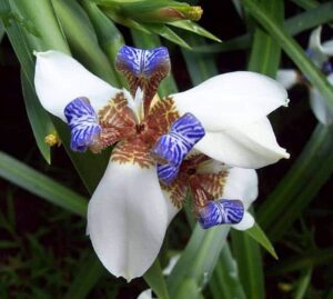 The Neomarica 'Brazilian Walking Iris' in a 6" pot displays white petals with blue and brown patterns against lush green leaves, capturing nature's intricate artistry.