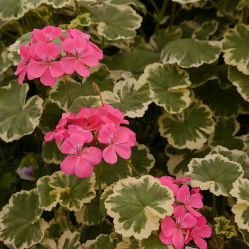 Pink flowers among green leaves with white edges, showcasing the charm of the Pelargonium 'Madame Salleron' Geranium in a 6" pot.