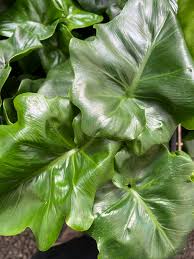 Close-up of lush, glossy green Philodendron selloum 'Super Atom' leaves with wavy edges overlapping each other, thriving beautifully in a 5" pot.