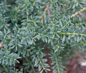 Close-up of green, needle-like leaves on a dense evergreen plant, reminiscent of the Podocarpus 'Blue Gem' (Mountain Plum Pine) in an 8" pot.
