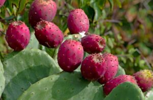 The Prickly Pear 'Red Fruit' thrives with red fruits on green cactus pads with spines and tiny leaves, offering a vibrant display. Ideal for cultivation in a 10" pot, this unique plant adds striking flair to any garden.