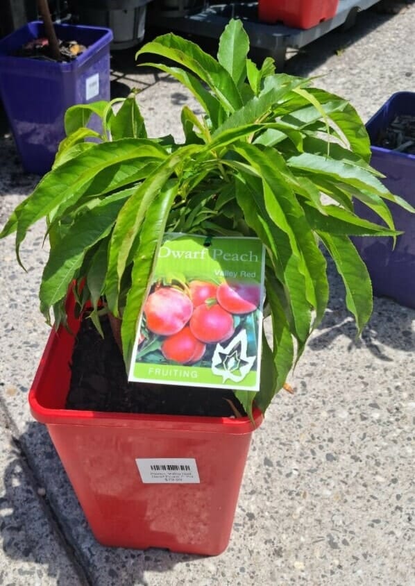 Prunus 'Valley Red' Peach (Super Dwarf)