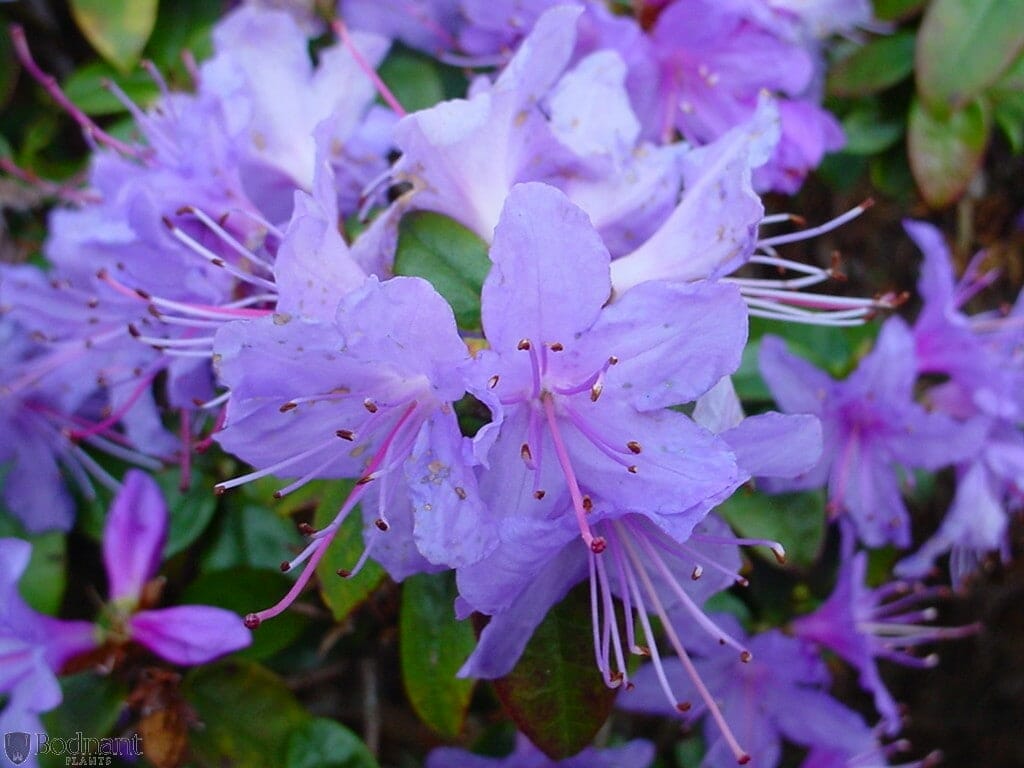 The Rhododendron 'Blue Admiral' in a 6" pot showcases purple flowers with long, thin stamens and green leaves, creating a vibrant display.