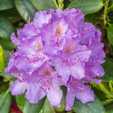 Close-up of Rhododendron 'Ponticum' flowers with lush greenery, perfect for an 8" pot.