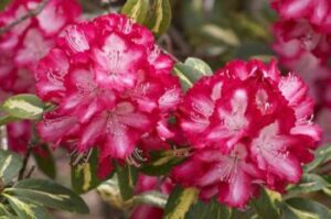 A vibrant Rhododendron 'President Roosevelt' in an 8" pot showcases pink flowers with white edges among lush green leaves.