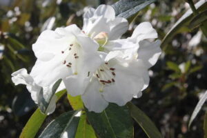 Close-up of Rhododendron 'Snow Lady' in an 8" pot, showcasing its pristine white petals and brown stamens against glossy green leaves.