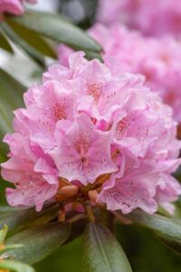 Close-up of Rhododendron 'Sweet 16' flowers in an 8" pot, surrounded by lush green leaves.