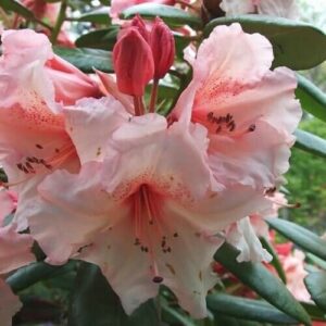 Close-up of pale pink Rhododendron 'Virginia Richards' flowers with multiple petals and stamens, nestled in dark green leaves in an 8" pot.