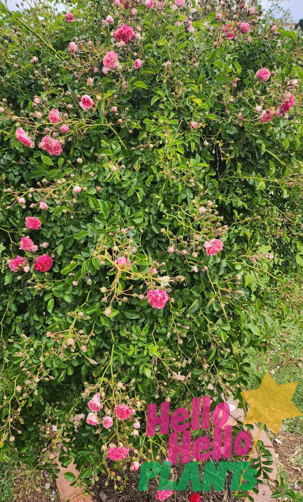 rambling rose pink climbing rose Dorothy Perkins