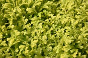 The vibrant green Selaginella 'Gold' Spikemoss, with its lush fern-like foliage, thrives beautifully in a 5" pot, perfect for adding a touch of nature to any space.