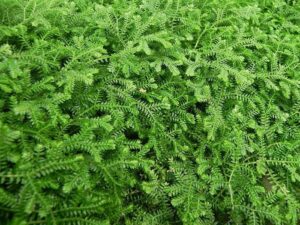 The Selaginella 'Green' Spikemoss in a 5" pot has dense, green foliage with small, serrated leaves that create a lush, carpet-like appearance.