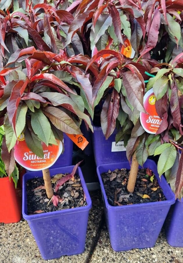 Prunus 'Sunset' Nectarine (Super Dwarf)
