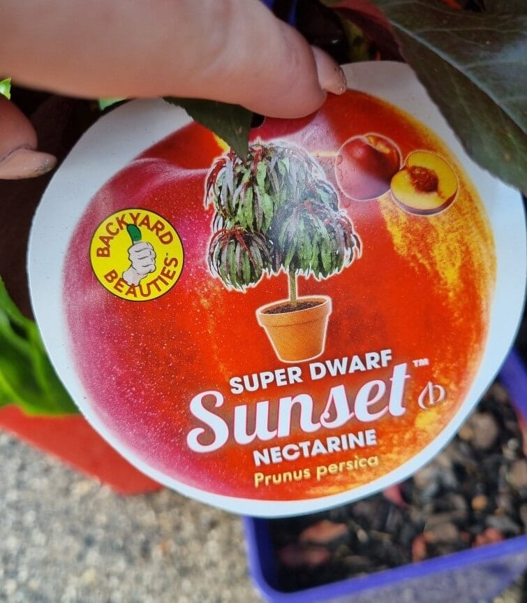 Prunus 'Sunset' Nectarine (Super Dwarf)