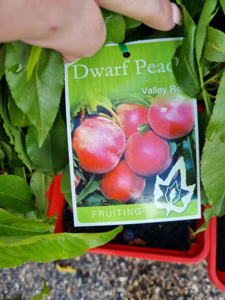 Prunus 'Valley Red' Peach (Super Dwarf)