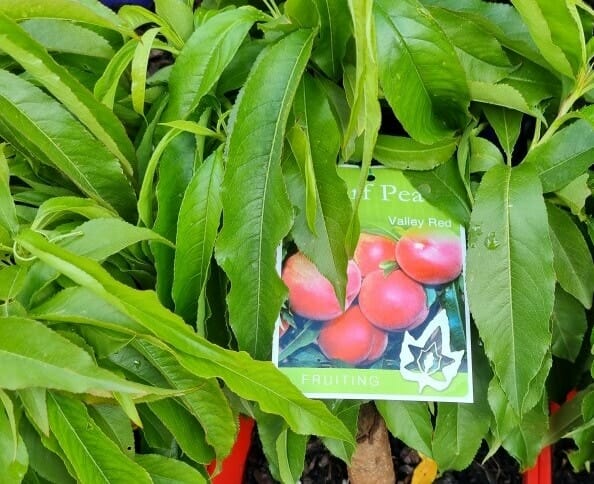 Amid green leaves, a plant label showcases images of red peaches with the text "Prunus 'Valley Red' Peach (Super Dwarf) 7" Pot," highlighting this delightful variety.